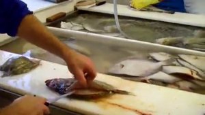 Мастерская разделка рыбы на производстве