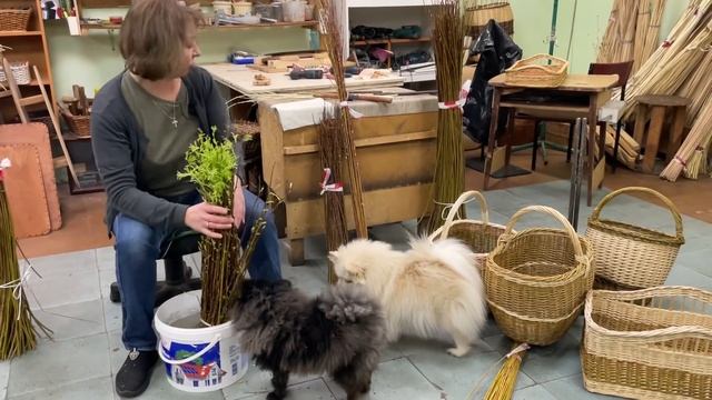 Русская ива. Искусственное оживление ивы зимой для плетения корзин смотреть онлайн
