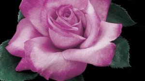 Amazing Angel Face Roses