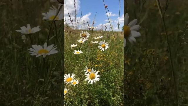 Ромашки на лугу