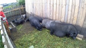 Как узнать вес свиньи / Простой способ замера веса свиньи