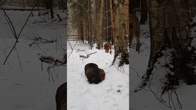 Нападение на Испанского мастифа