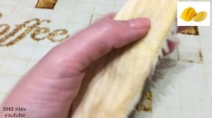 Как вырастить манго из косточки дома. Как выбрать спелый манго из вьетнама и тайланда