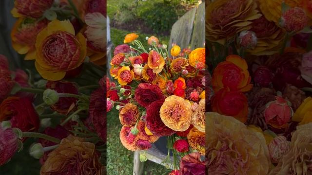 Ranunculus Aviv Picotee Cafe is Perfection! #cutflowers #cutflowergarden #ranunculus