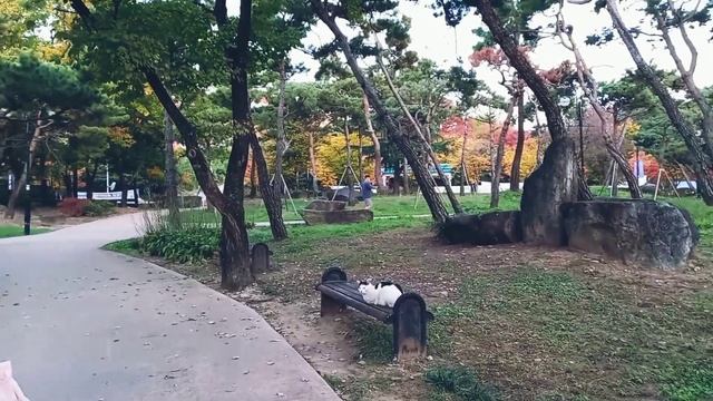 ВЕЧЕР С МУЖЕМ! ВПЕРВЫЕ ГОТОВЛЮ ОСТРУЮ СВИНИНУ ПО КОРЕЙСКИ! ОСЕНЬ В КОРЕЕ! смотреть онлайн