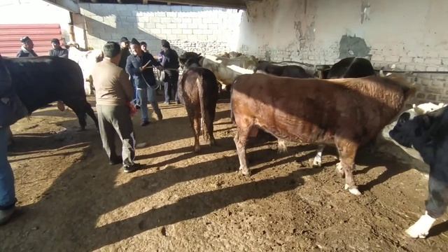 Андижон Узбекистан асака пайшанба мол бозори 2 ксм зуларидан бозорга гап йуг бугун