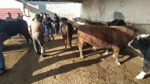 Андижон Узбекистан асака пайшанба мол бозори 2 ксм зуларидан бозорга гап йуг бугун