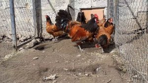 Куры породы немецкий  Форверк содержание chicken egg хороз