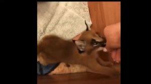 Вы такое слышали?! Маленький каракал кричит.