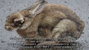 Все про болезни кроликов и их лечение