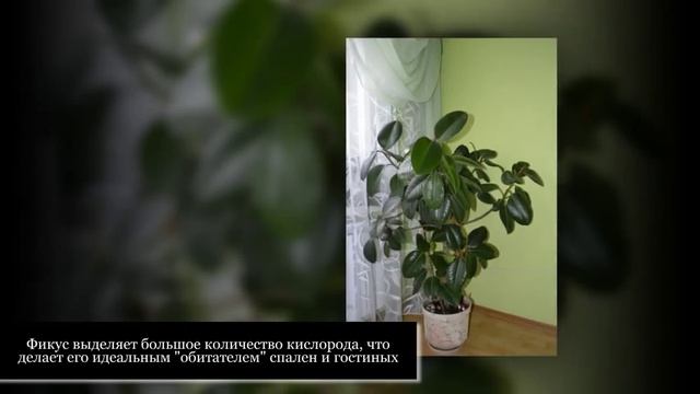 ТОП-10 ПОЛЕЗНЫХ ДЛЯ ЗДОРОВЬЯ комнатных растений
