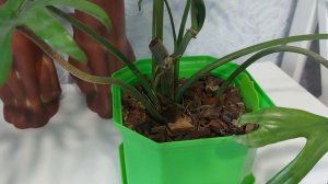 Филодендрон изящный (Elegans)