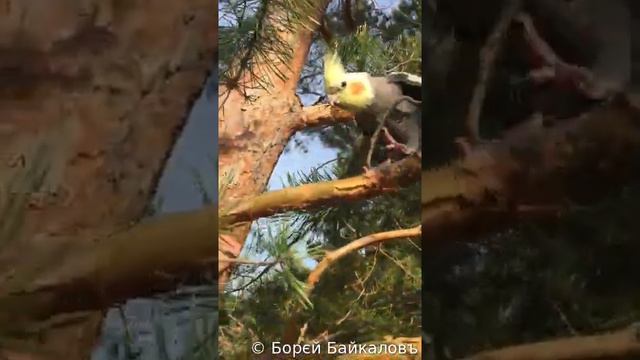 Попугай Корелла. Русь, Сибирь! смотреть онлайн