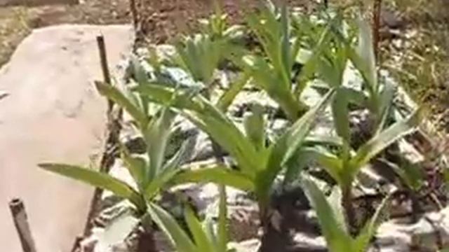 P5096818 смотреть онлайн