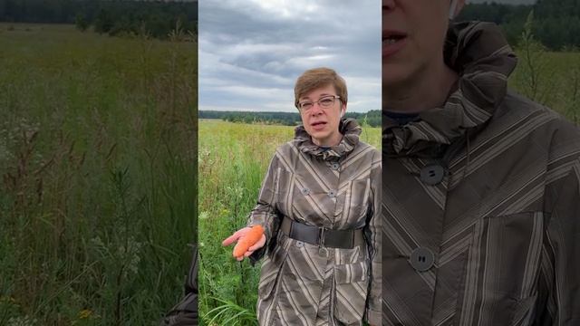 Дикая морковь смотреть онлайн