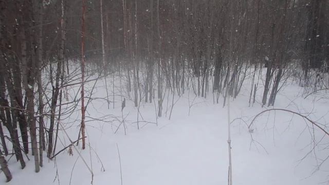 Ориентирование в лесу. Поиск Солнца по тени