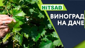 Внимание!! Кто испортил виноград ✔️ Болезни Винограда и их Лечение Советы От Хитсад ТВ
