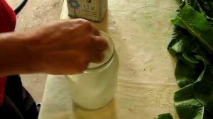 Огурцы квашеные за сутки