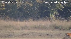 КАБАН В ДЕЛЕ! Дикая свинья против Леопарда, Волков, Человека...