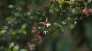 Canon R6 Mark II 4K Cinematic Video | Canon RF 35mm F1.8