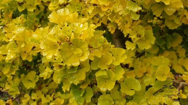 Ginkgo biloba Troll jinan dvoulaločný