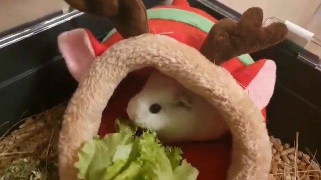 ? ПАПА ОДИН ДОМА! ? МОРСКАЯ СВИНКА ЕСТ! ??ДОМАШНИЕ ЖИВОТНЫЕ! ??? смотреть онлайн