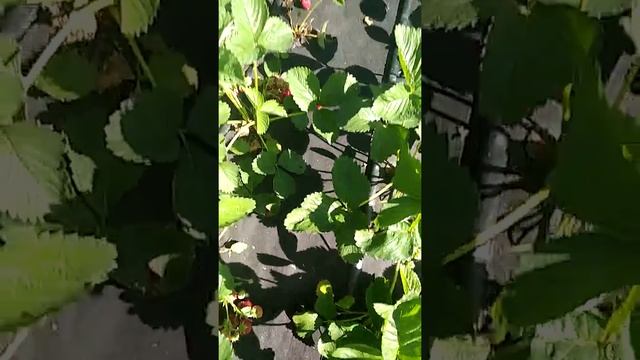 Сорт клубники Флоренс 1 смотреть онлайн