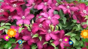 Клематис гибридный Мазовше. Краткий обзор, описание характеристик clematis Mazowsze