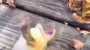 ква ква эта лигушька