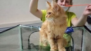 Выставка кошек.Сокольники.Июль 2021