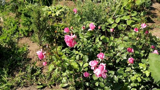 Роза Параде - фабрика цветов, очень обильное цветение. смотреть онлайн