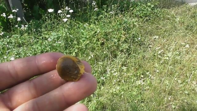 Ранний абрикос сеянец. Абрикос из косточки - плодоношение смотреть онлайн