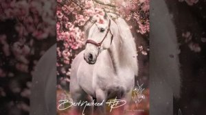 ПРЕКРАСНЫЙ НАШИД