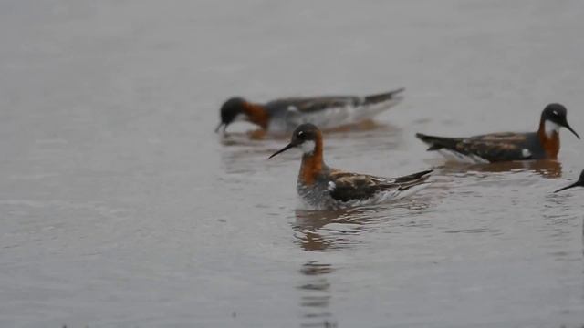 Кулики-плавунчики. смотреть онлайн