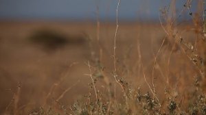 ЛИОН ФЕЙХТВАНГЕР. “Иеффай и его дочь“. Библейский сюжет