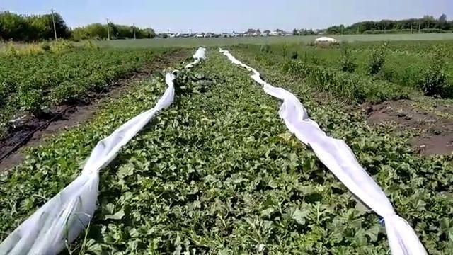 Выращивание арбузов и дынь в средней полосе России