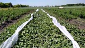 Выращивание арбузов и дынь в средней полосе России