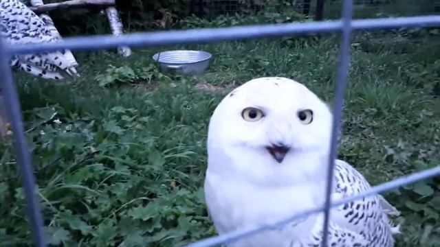 совы парк птиц смотреть онлайн