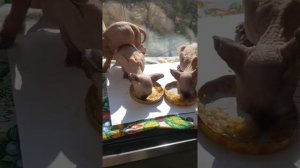 Сфинкс/эльф/Второй прикорм/Особенности первых кормлений малышей