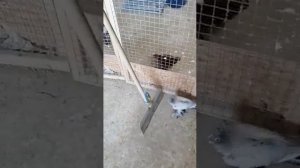 Узбекские бойные голуби 7 (Боймахмад Одинаев Россия г.Сургут) tumbling pigeon Uzbekistan