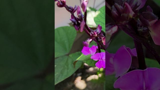 Долихос или Гиацинтовые бобы. Красивейшая однолетняя лиана.?