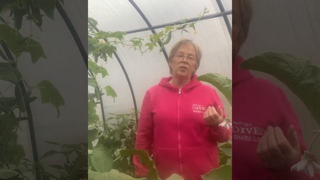 Что необходимо было сделать, чтобы огурцы заплодоносили на кислой, тяжелой почве. смотреть онлайн