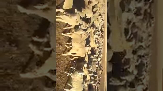 Забой баранов, стадо 600 голов.