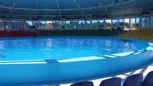 Минский дильфинарий Немо2019г купания с дельфинами, круто!!!!