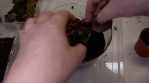 Живой подарок. Фитония во флорариуме.