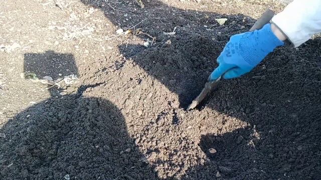Выращивание АБРИКОСА из КОСТОЧКИ/Как вырастить АБРИКОС из КОСТОЧКИ/Посадка косточек/Результат