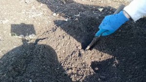 Выращивание АБРИКОСА из КОСТОЧКИ/Как вырастить АБРИКОС из КОСТОЧКИ/Посадка косточек/Результат