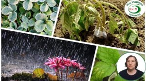 Вопросы и ответы Силиплант