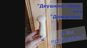 Жарим Гриб Дождевик - потрясающее блюдо!