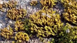 Мох на кровле. Битумная черепица или "ЗЕЛЕНАЯ КРОВЛЯ"